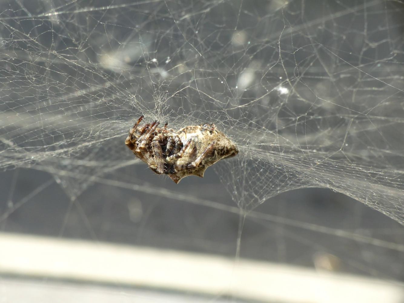Giovane Cyrtophora citricola - Manfredonia (FG)